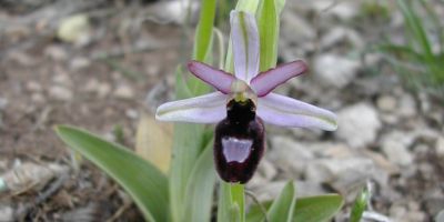 Ophrys Drumana -  © CEN Rhône-Alpes.JPG